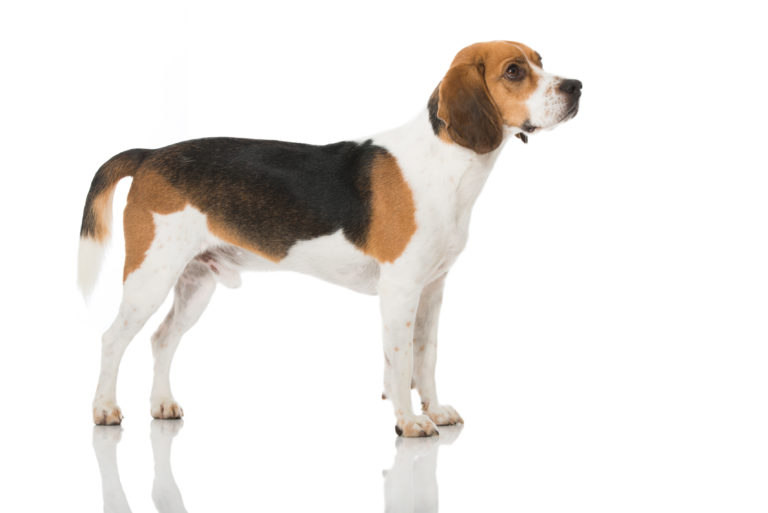 beagle rassebeschreibung