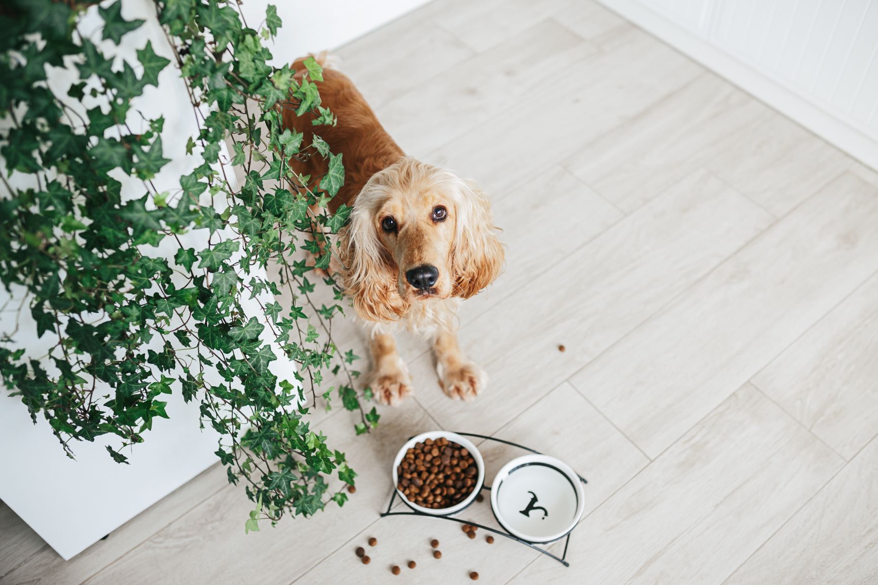 Futter English Cocker Spaniel