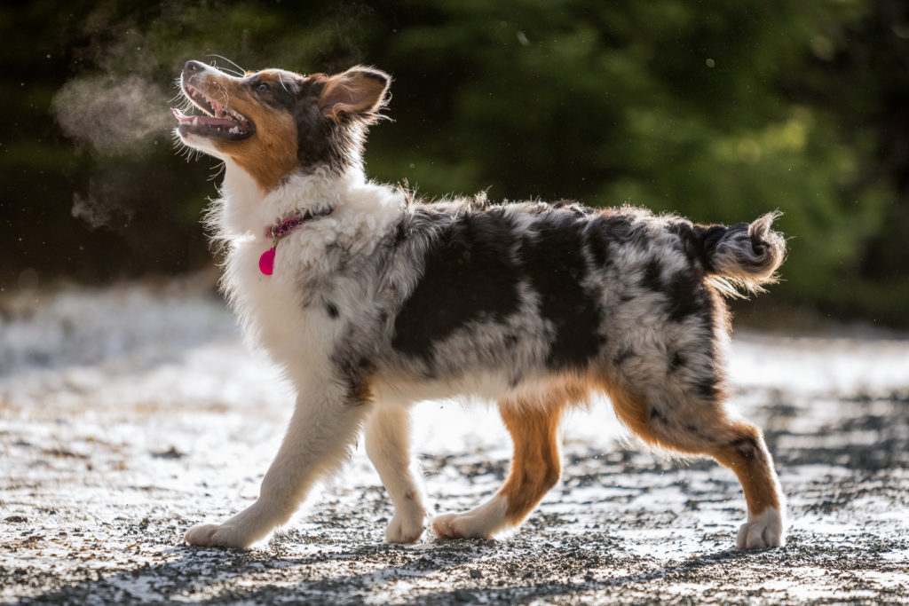 Australian Shepherd Welpe Australian Shepherd welpe draussen