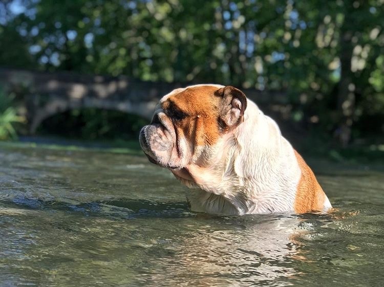 Engelsk bulldogg