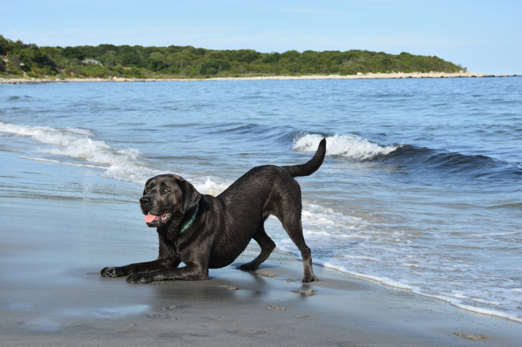 Sort Labrador på stranden Ein schwarzer Labrador spielt am Ufer