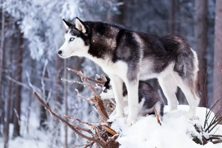 Siberian husky som älskar motion och friluftsliv