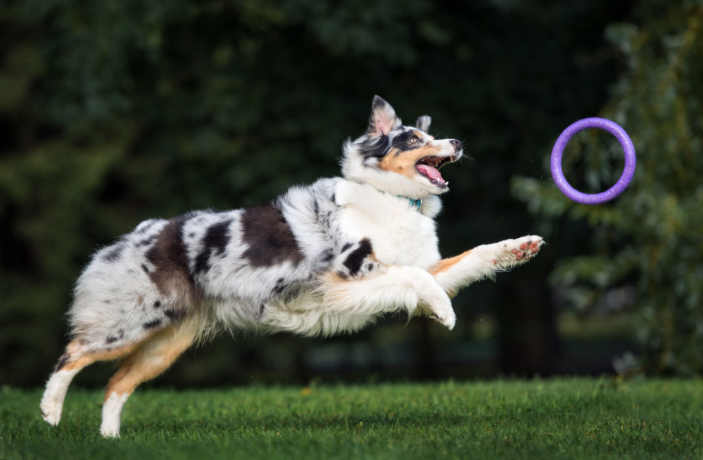 australian shepherd beim agility training