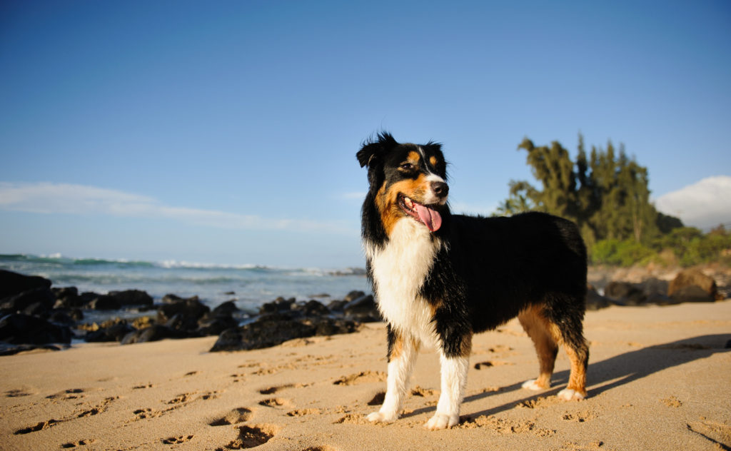 australian shepherd svart australian shepherd am strand