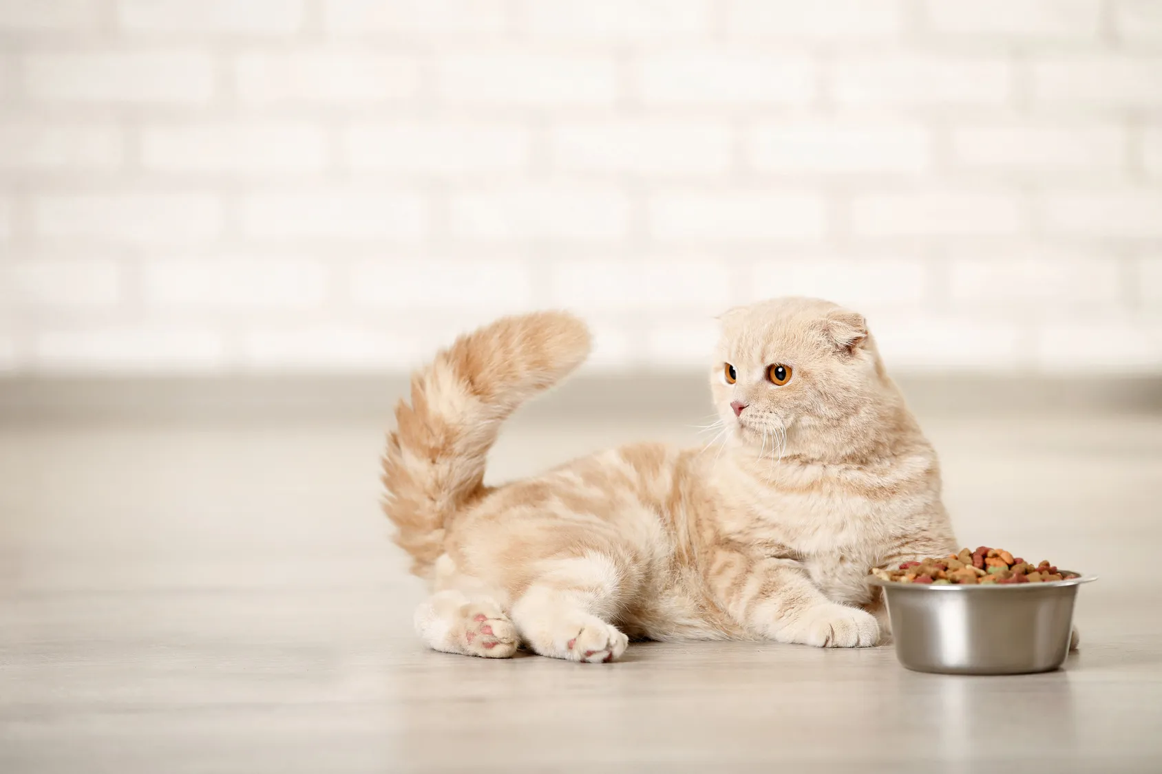 bio katzenfutter
