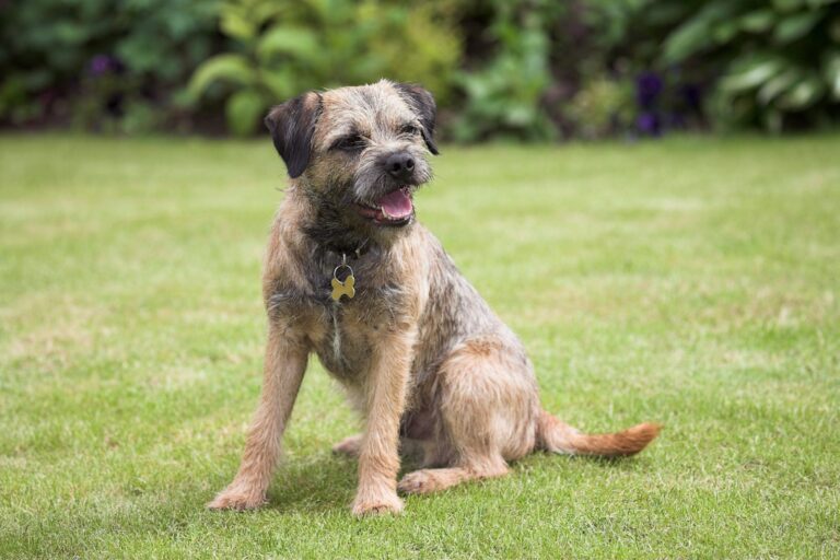 En borderterrier sitter på en grön äng