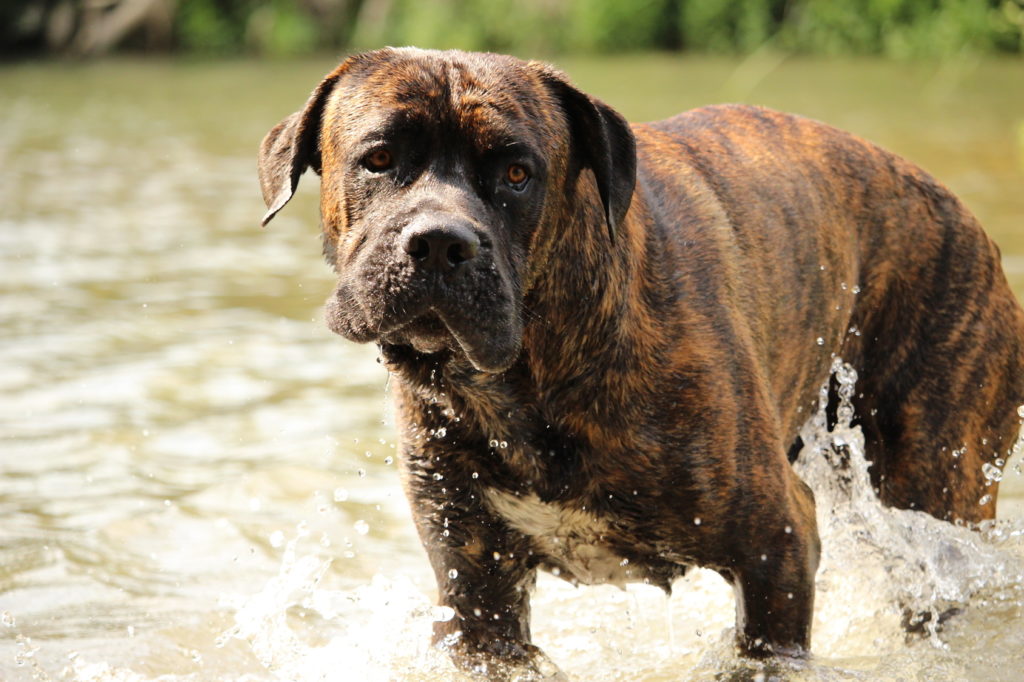 cane corso brindle Säker och avslappnad - så ser en balanserad Cane corso Italiano ut. Inofficiellt är rasen, som kommer från södra Italien, också känd under namnet "italiensk mastiff" eller "italiensk moloss"
