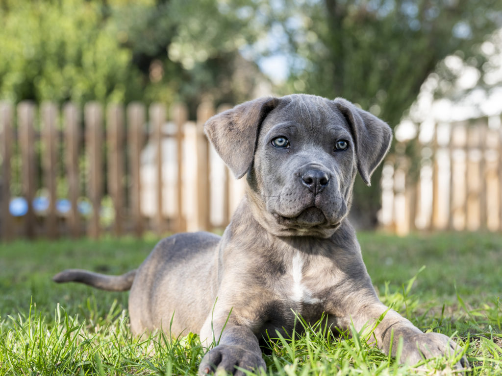 cane corso welpe Cane Corso valp