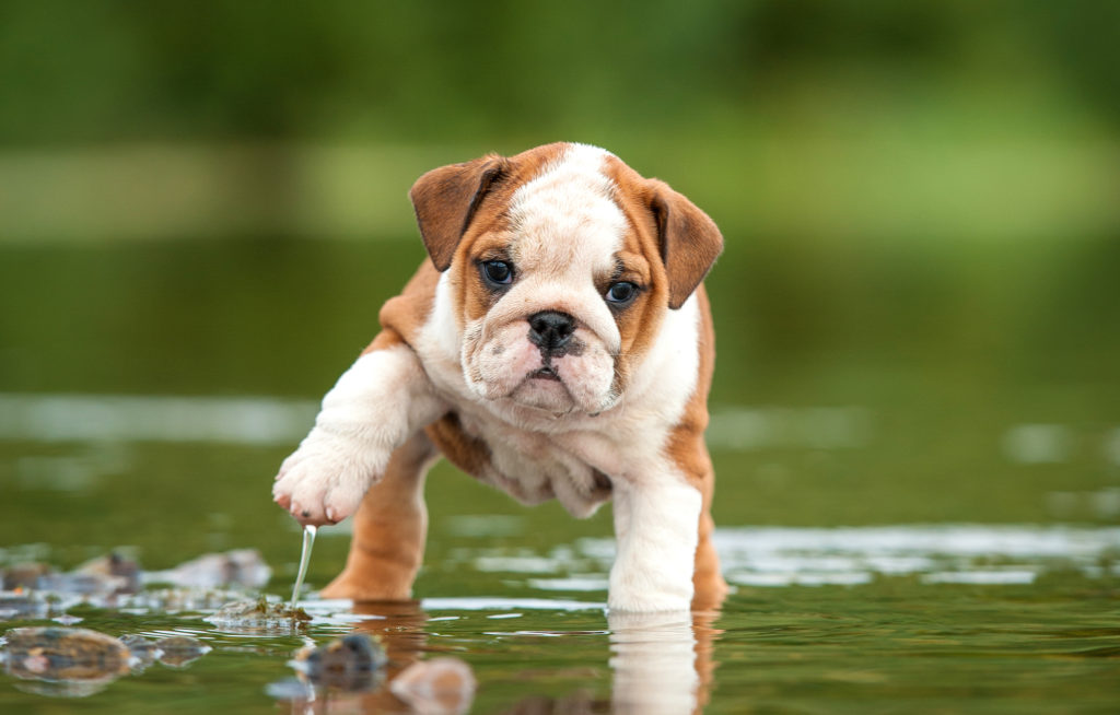 Engelsk bulldogg hundvalp