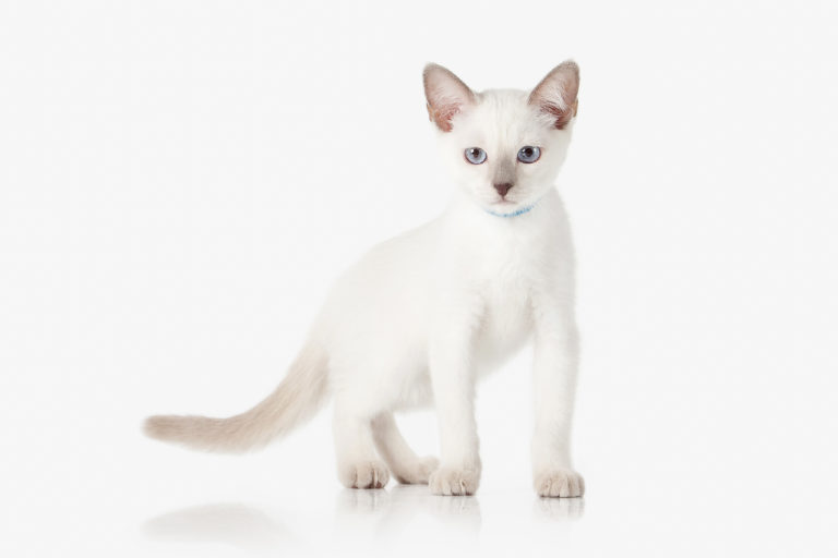 thai katze