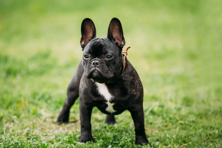 Fransk bulldogg i gräset