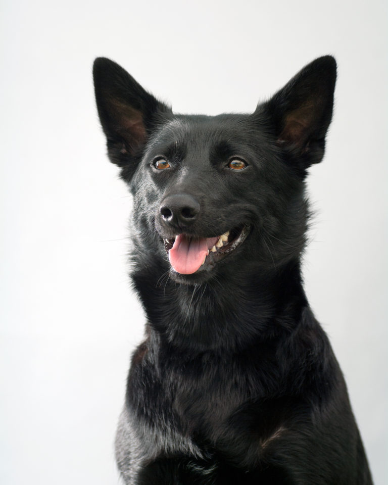 schwarze australian kelpie