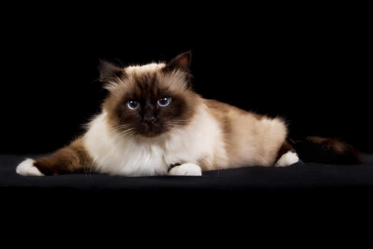 Birma Katt Zooplus Kattmagasin - 