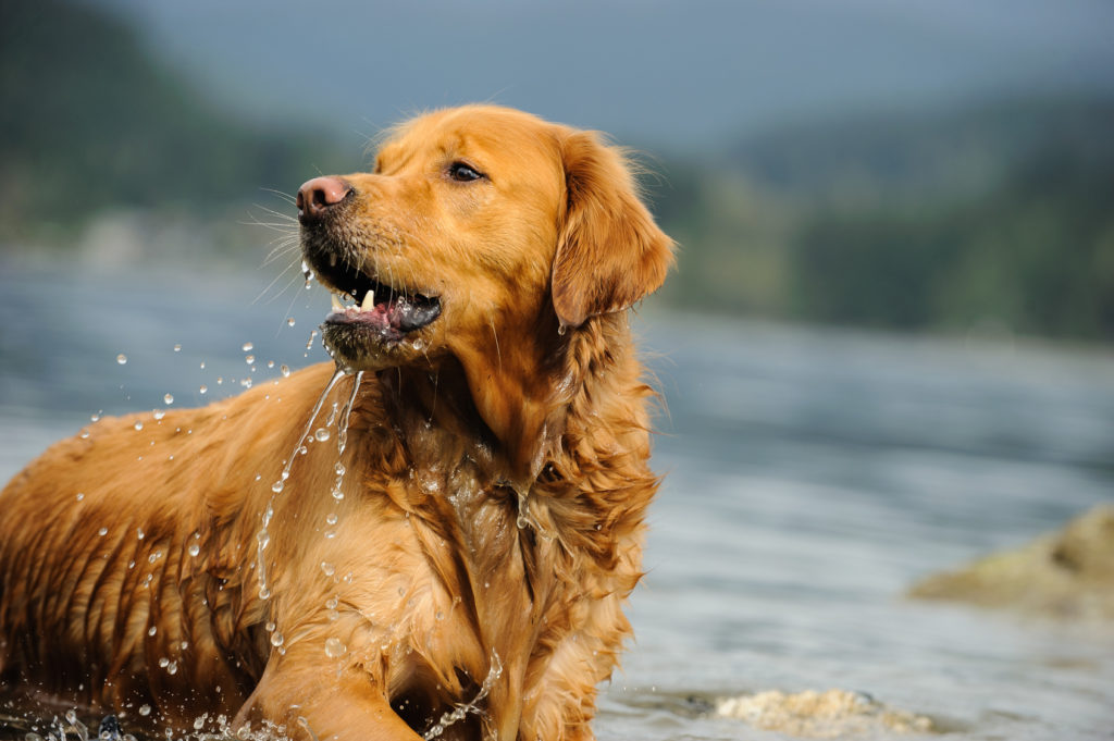 gelb golden retriever im wasser golden retriever im wasser