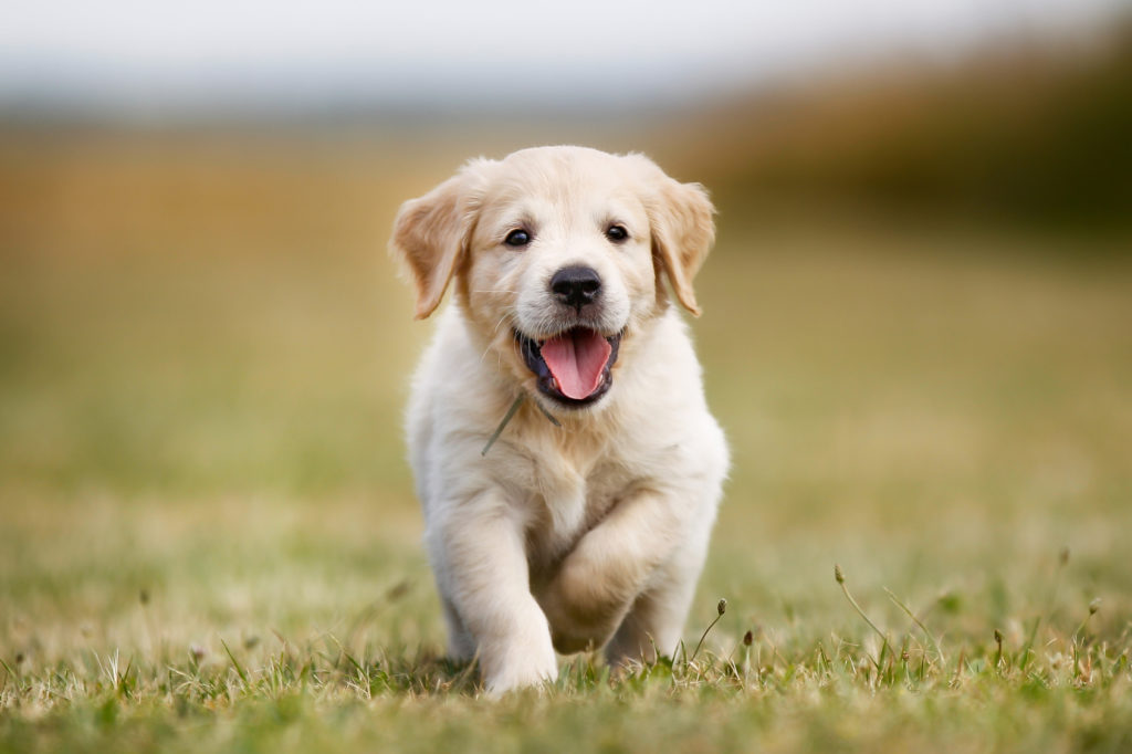 glücklich golden retriever welpe golden retriever welpe