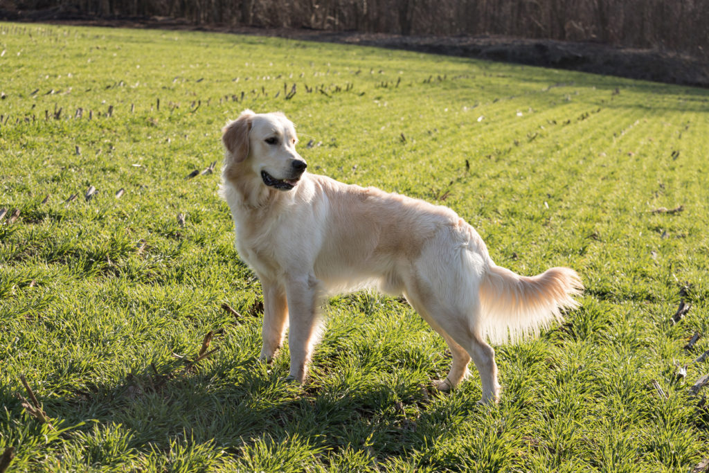 golden retriever im grass