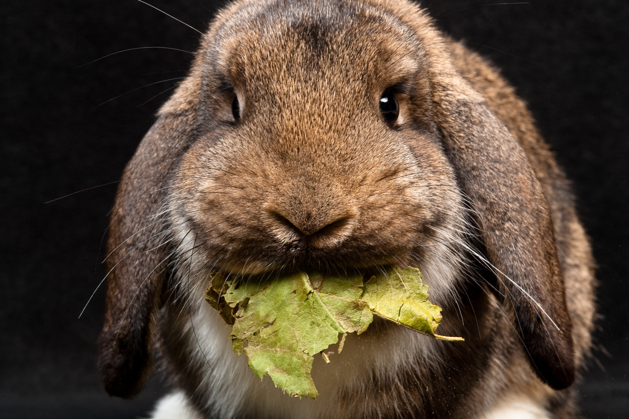Artsanpassad kost för kaniner - zooplus smådjurmagasin