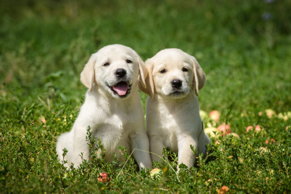 labrador welpen Zwei Labradorwelpen sitzen auf einer Wiese