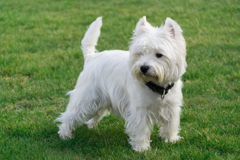 West highland white terrier som visar sitt självsäkra och orädda temperament