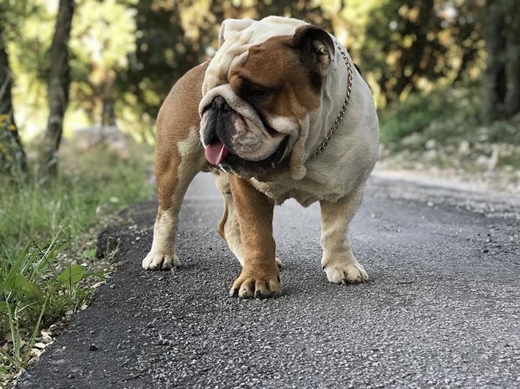 Engelsk bulldogg