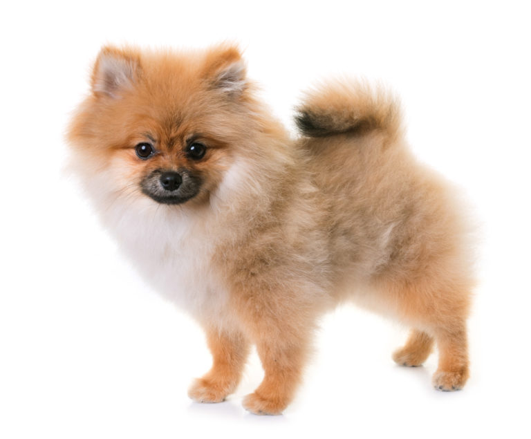 Dvärgspets (Pomeranian)