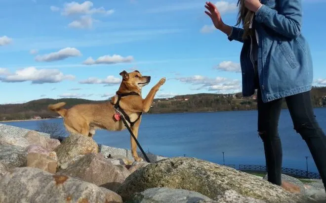 Ein Mensch geht mit seinem Hund an einem Ufer spazieren