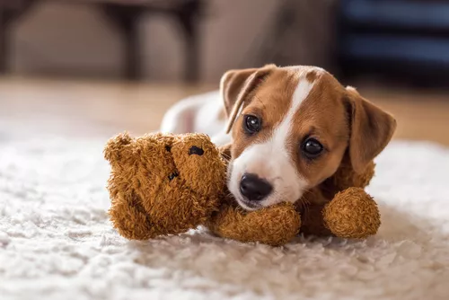 Jack Russel Welpe mit Teddy