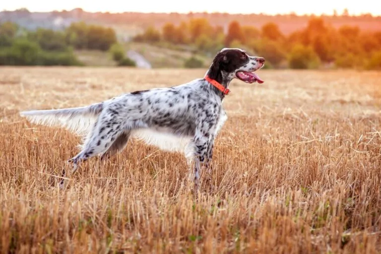 Engelsk setter