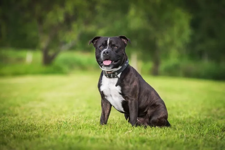 Svartvit Staffordshire bullterrier sitter på en äng