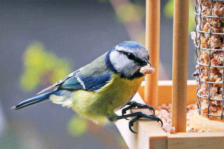 vogelvoer voor wilde vogels