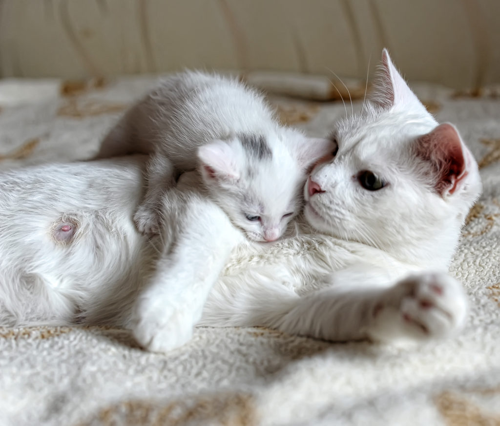 Kitten werden von Mama erzogen
