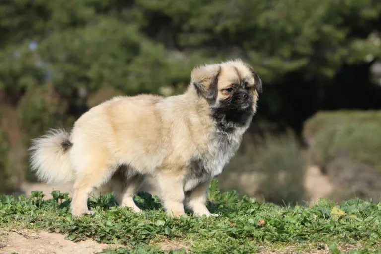 Tibetansk spaniel som är en trevlig familjehund