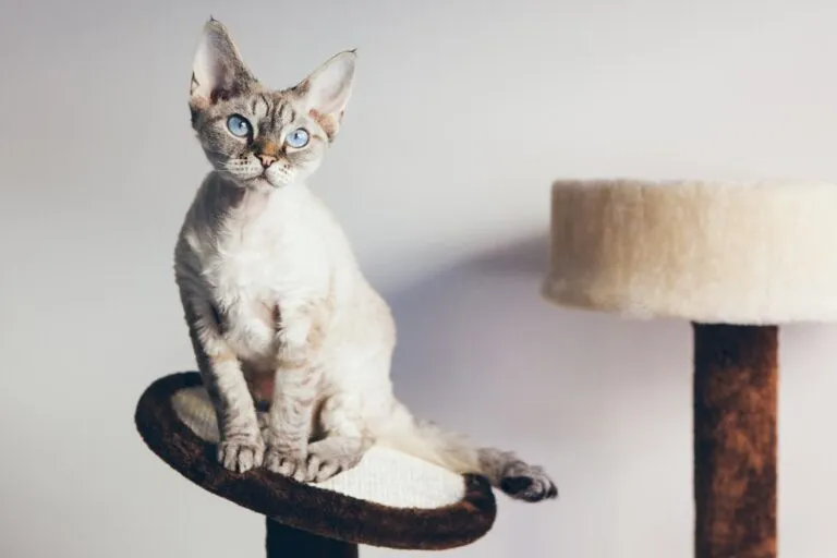 Devon Rex-katt sitter på en klösbräda