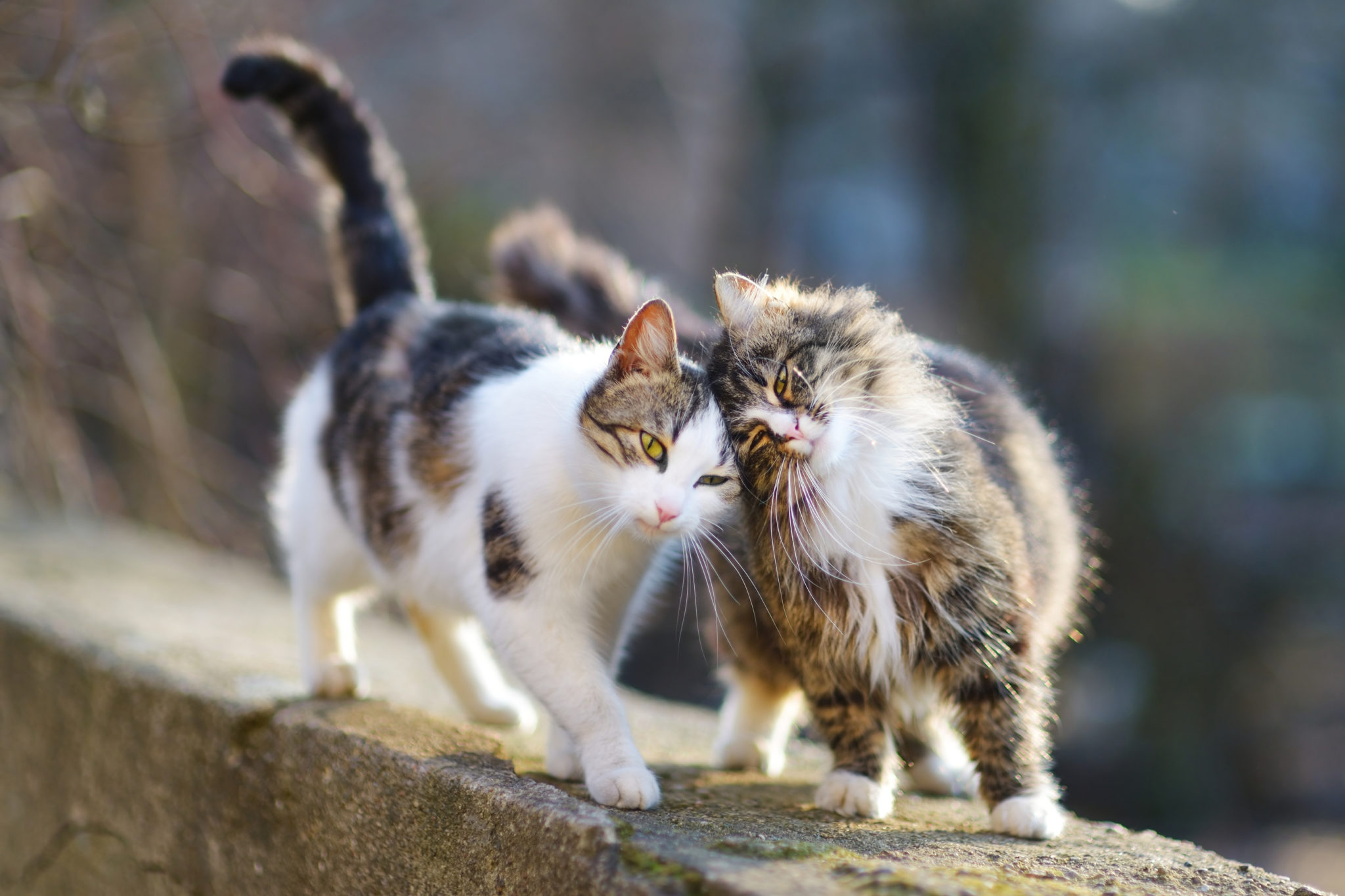 Kastration oder Sterilization bei Katzen