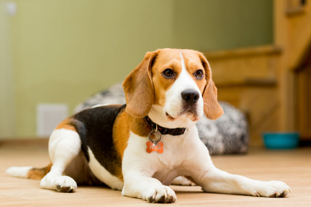 Beagle hund