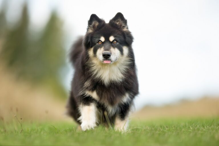 Finsk lapphund på en äng