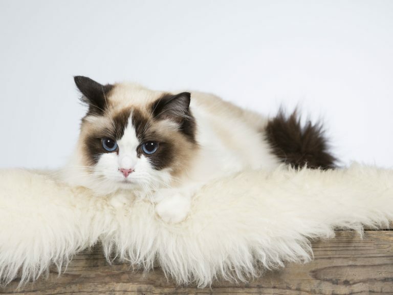 Ragdoll katt