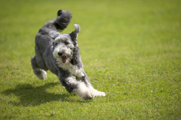 Bearded collie hund