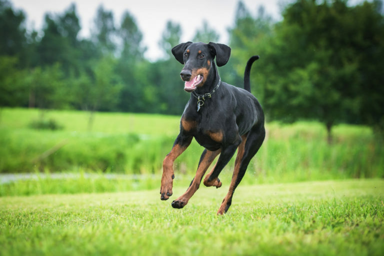 Dobermann som springer