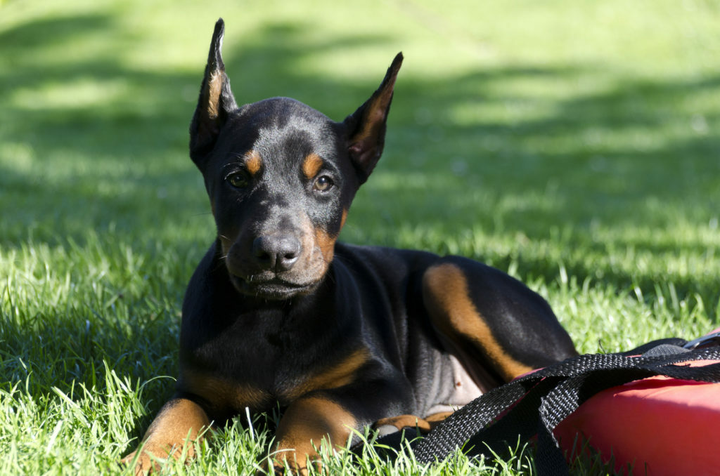 Dobermann valp