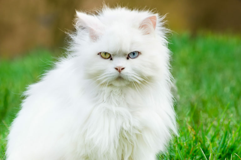 Turkisk Angora