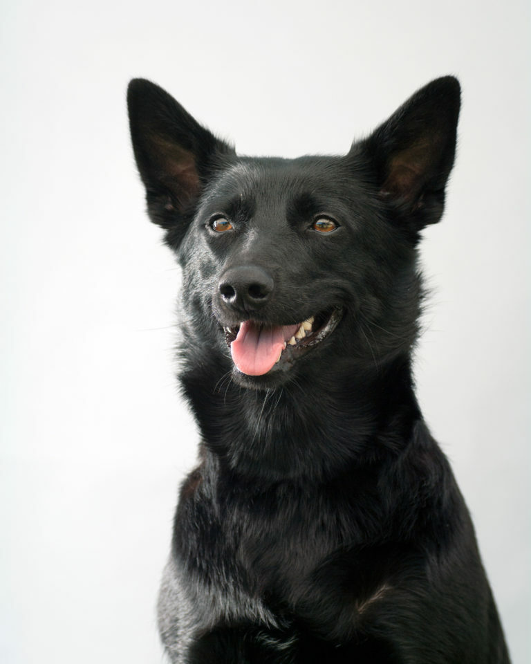 Australian kelpie