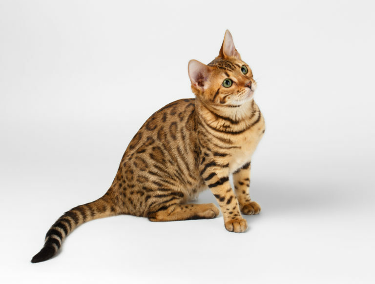 Bengal katt