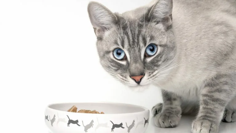 kattfoder vuxen katt