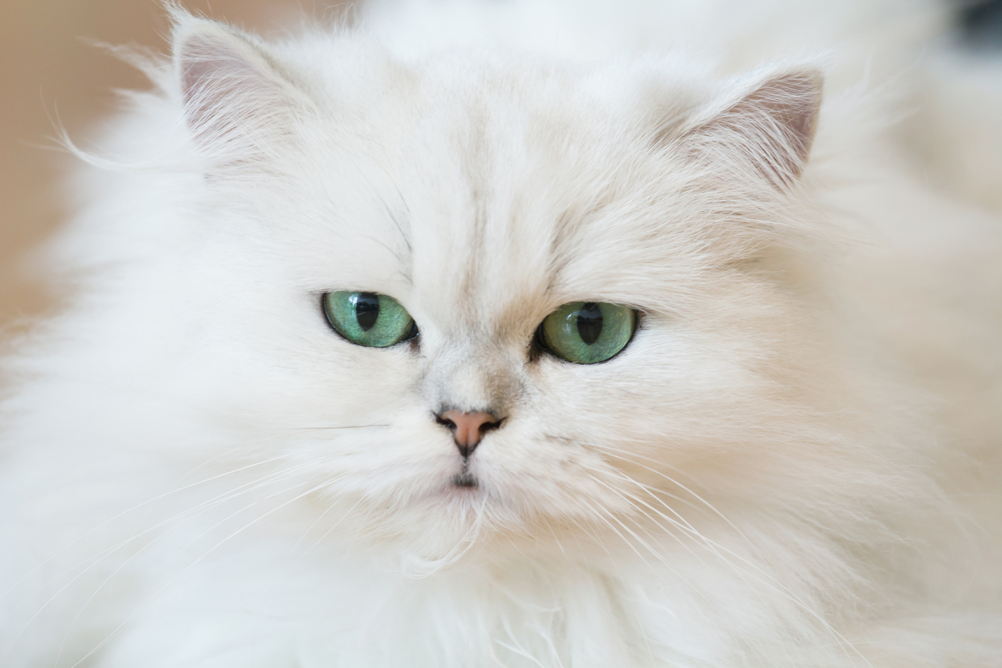 katt röd runt ögat katt röd runt ögat