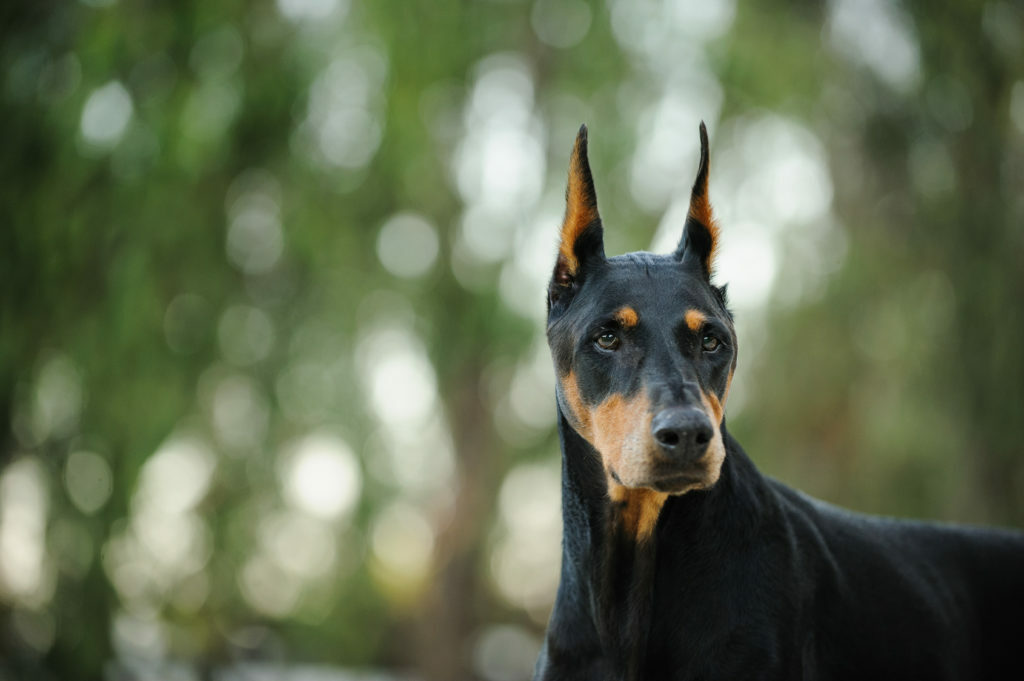 Dobermann