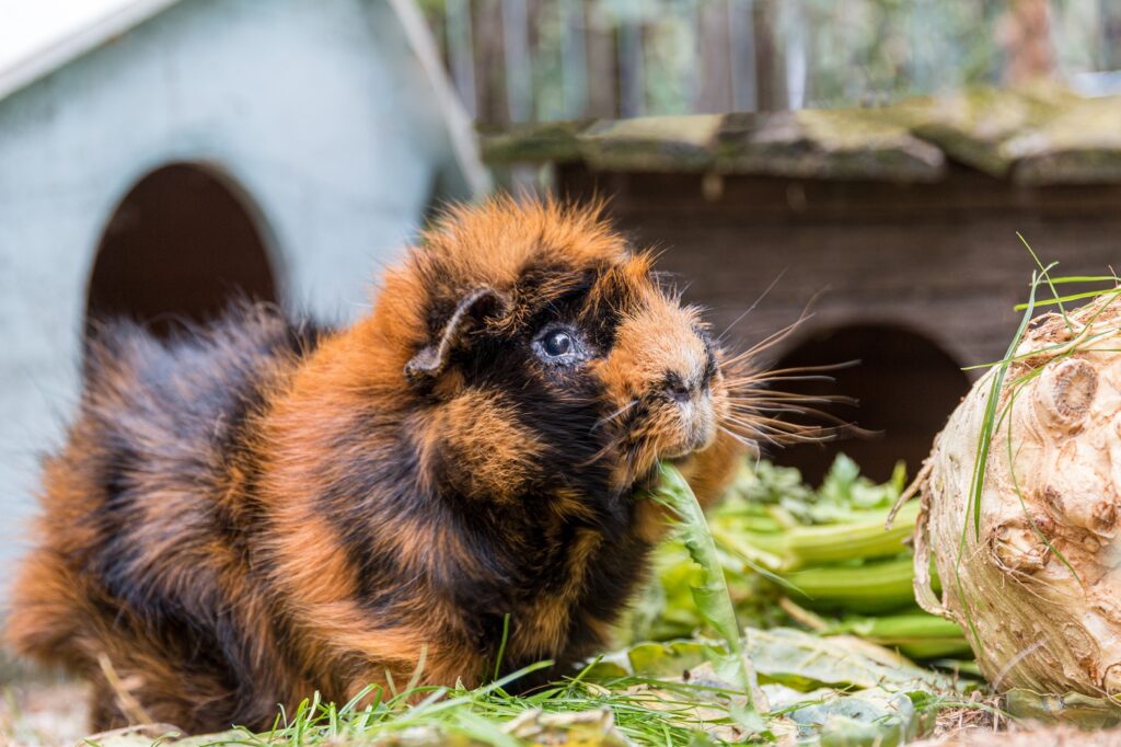 fluffigt marsvin som smaskar på salad