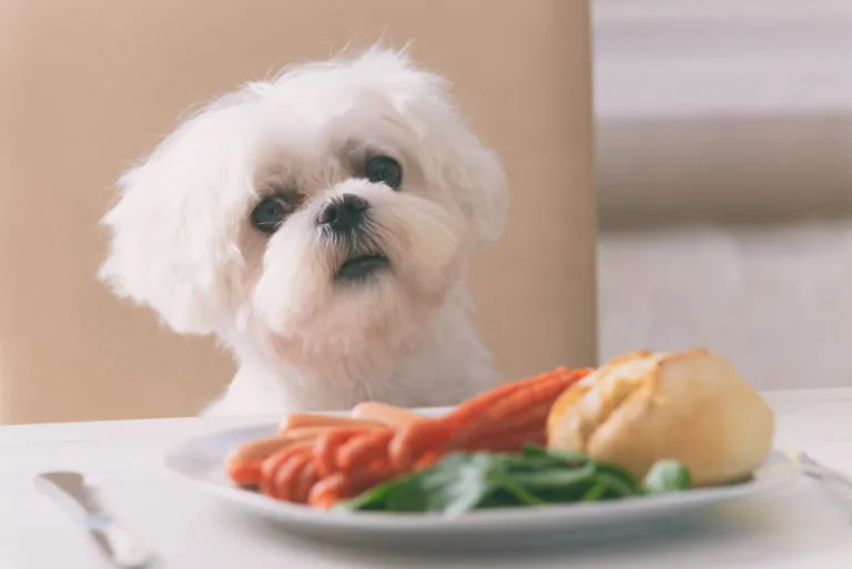 lebensmittel die hunde nicht essen dürfen