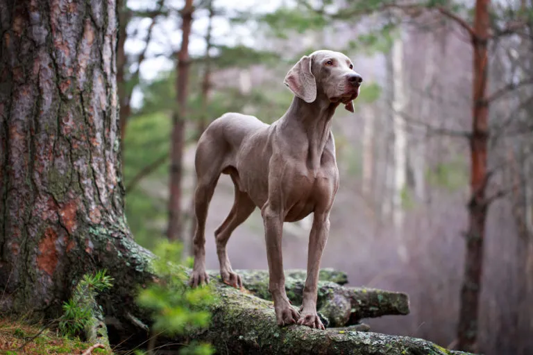 Blå/silverfärgad weimaranerhund i naturlig färg