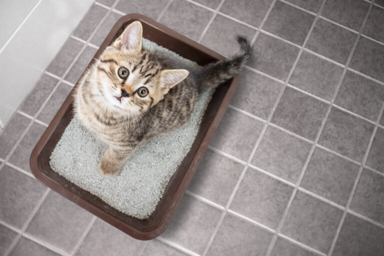Katt uppifrån sittande i kattlåda med sand på badrumsgolv